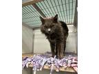 Adopt Yeti a Gray or Blue Domestic Mediumhair / Mixed Breed (Medium) / Mixed