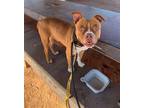 Adopt Boston a Tan/Yellow/Fawn - with White Boston Terrier / Boxer / Mixed dog