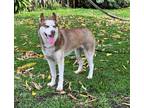 Adopt Emilia a Red/Golden/Orange/Chestnut - with White Siberian Husky / Mixed