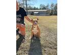 Adopt Leonardo a Red/Golden/Orange/Chestnut - with White Pit Bull Terrier /
