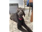 Adopt Savannah a Black Poodle (Standard) / Mixed dog in Newport, KY (41149697)