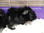 Adopt Pepsi a Black Guinea Pig (short coat) small animal in Mesquite