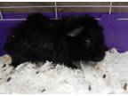 Adopt Fanta (Fannie) a Black Guinea Pig (short coat) small animal in Mesquite