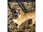 Adopt Blue a Brindle Black Mouth Cur / Mixed dog in Rancho Cucamonga