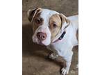 Adopt Dixie a White - with Brown or Chocolate Pit Bull Terrier / Mixed dog in