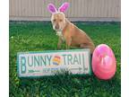 Adopt Mercedes a Tan/Yellow/Fawn American Pit Bull Terrier / Mixed Breed