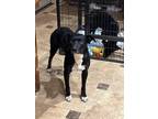 Adopt Tally a Black - with White Border Collie / Catahoula Leopard Dog / Mixed
