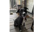 Adopt Missy a Black - with White Wirehaired Fox Terrier / Mixed dog in Johnston