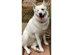 Adopt Stormy a White German Shepherd Dog / Husky / Mixed dog in Uwchlan