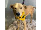 Adopt Scooby a Tan/Yellow/Fawn Black Mouth Cur / Mixed Breed (Medium) / Mixed