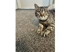 Adopt Harper a American Shorthair cat in North Ogden, UT (40805539)