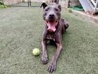 Adopt Mijo a Gray/Silver/Salt & Pepper - with White Doberman Pinscher / Labrador