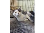 Adopt Auna a Gray or Blue American Shorthair (short coat) cat in Reeds Spring