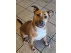 Adopt Supra a Brown/Chocolate American Pit Bull Terrier / Mixed Breed (Medium) /