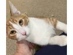 Adopt Roly a Orange or Red (Mostly) Domestic Shorthair / Mixed (short coat) cat