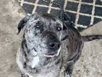 Adopt Pepper a Gray/Silver/Salt & Pepper - with Black Australian Shepherd /