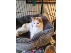 Adopt Speckles a Domestic Shorthair / Mixed (short coat) cat in Redwood Falls