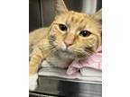Adopt Skeeter a Orange or Red Domestic Shorthair / Mixed Breed (Medium) / Mixed