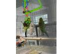 Adopt Kenneth a Green Parakeet - Other bird in Grandview, MO (41149341)