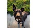 Adopt Lacey a Black Labrador Retriever / German Shepherd Dog / Mixed dog in