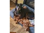 Adopt Suet a Black - with Tan, Yellow or Fawn Rottweiler / Labrador Retriever /