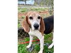 Adopt Shayla a Brown/Chocolate - with Black Beagle / Hound (Unknown Type) dog in