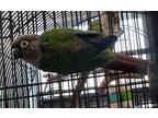 Adopt Jingles a Green Conure bird in Grandview, MO (41148732)