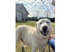 Adopt Eve a White Mixed Breed (Small) / Mixed Breed (Medium) / Mixed (short