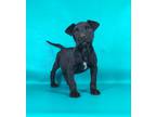 Adopt Hamlit a Black Catahoula Leopard Dog / Mixed Breed (Medium) / Mixed (short