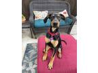 Adopt Angie a Black - with Brown, Red, Golden, Orange or Chestnut Harrier /