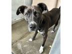 Adopt Bernice a Black Labrador Retriever / Mixed Breed (Medium) / Mixed (short