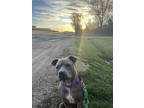 Adopt Loretta a Black American Pit Bull Terrier / Mixed Breed (Medium) / Mixed