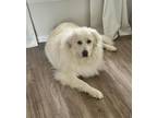 Adopt Bean a White Great Pyrenees dog in San Diego, CA (41145026)