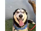 Adopt Griswald a Black - with White Husky / Mixed Breed (Medium) / Mixed dog in