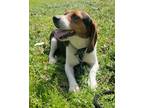 Adopt Shelby a White Beagle / Mixed Breed (Medium) / Mixed (short coat) dog in