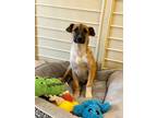 Adopt Juan a Tricolor (Tan/Brown & Black & White) Anatolian Shepherd / Labrador