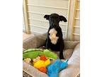 Adopt Rigo a Black - with White Border Collie / Labrador Retriever / Mixed dog