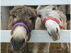Adopt Canteloupe & Jagger a Buckskin Donkey/Mule/Burro/Hinny horse in Sharon