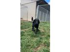 Adopt Blue a Black Mixed Breed (Medium) / Mixed dog in Boonville, MO (41147840)