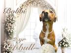 Adopt Bobbi a Pit Bull Terrier / Mixed dog in Nicholasville, KY (41147786)