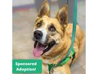 Adopt Jasper a Tan/Yellow/Fawn Boxer / Mixed Breed (Medium) / Mixed (short coat)