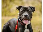 Adopt Stanley a White American Staffordshire Terrier / Great Dane / Mixed dog in