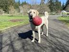 Adopt Bear a White Akbash / Anatolian Shepherd / Mixed dog in Olympia