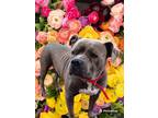 Adopt Faith a Merle Mixed Breed (Small) / Mixed Breed (Medium) / Mixed (short