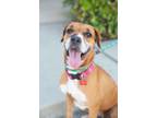 Adopt Athens a Beagle / Boxer / Mixed dog in San Diego, CA (41145988)