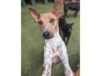 Adopt Revo a Thai Ridgeback / Shiba Inu / Mixed dog in San Diego, CA (41145950)