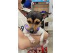 Adopt Gatita a Tricolor (Tan/Brown & Black & White) Jack Russell Terrier /