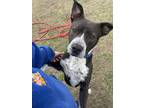 Adopt King 24-D0142 a Black American Pit Bull Terrier / Mixed Breed (Medium) /