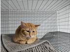 Adopt Victoria a Orange or Red Tabby American Shorthair (short coat) cat in