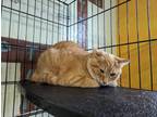 Adopt Quincy a Orange or Red Tabby American Shorthair (short coat) cat in Reeds